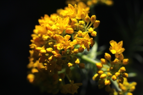 Descurainia tanacetifolia (Descurainia tanacetifolia)