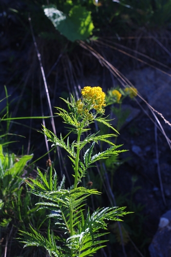 Image of Descurainia tanacetifolia by (c) CorentinD, some rights reserved (CC BY)