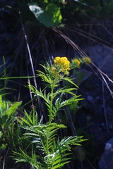 Descurainia tanacetifolia