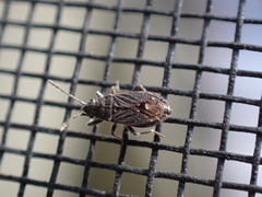 Lygaeospilus tripunctatus