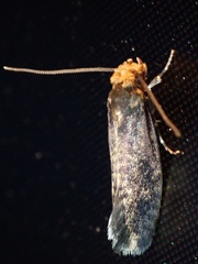 Cephimallota angusticostella