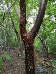 Bursera schlechtendalii
