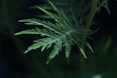 Descurainia tanacetifolia