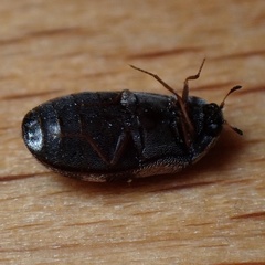Trogoderma angustum