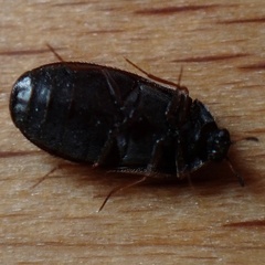 Trogoderma angustum