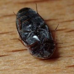 Trogoderma angustum