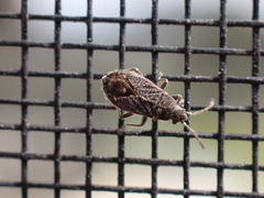 Lygaeospilus tripunctatus