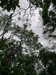 Bursera schlechtendalii