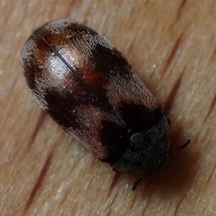 Trogoderma angustum