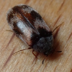 Trogoderma angustum