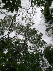 Bursera schlechtendalii