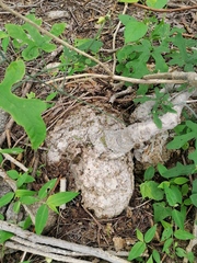 Ibervillea hypoleuca