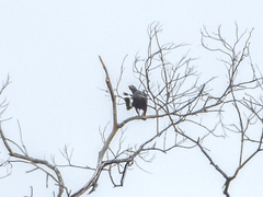 Buteogallus urubitinga