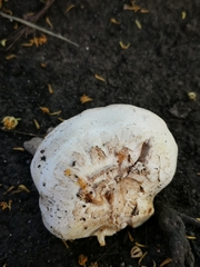 Agaricus