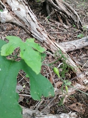 Ibervillea hypoleuca