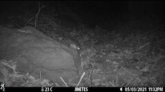 Peromyscus simulus