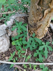 Ibervillea hypoleuca