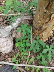 Ibervillea hypoleuca