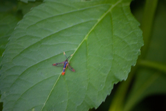 Synanthedon richardsi