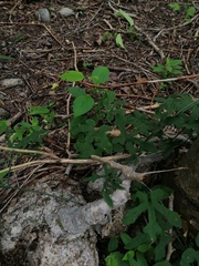 Ibervillea hypoleuca