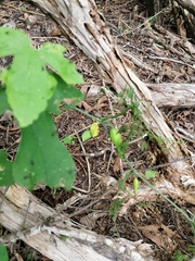 Ibervillea hypoleuca