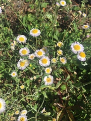 Erigeron tenuis