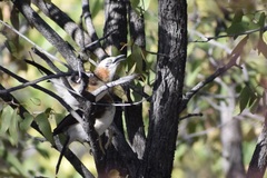 Turdoides gymnogenys