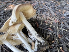 Marasmius nigrodiscus