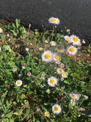 Erigeron tenuis