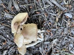 Marasmius nigrodiscus