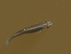 Fundulus blairae