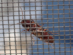 Diplostethus carolinensis