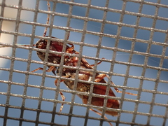 Diplostethus carolinensis