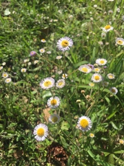 Erigeron tenuis