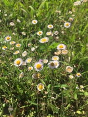 Erigeron tenuis