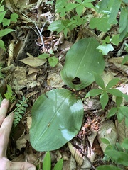 Platanthera orbiculata