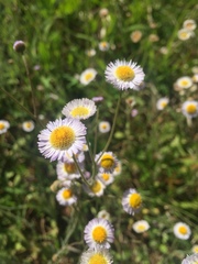 Erigeron tenuis