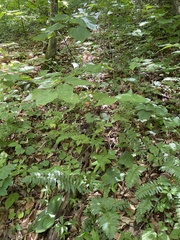 Platanthera orbiculata