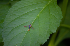 Synanthedon richardsi