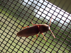 Diplostethus carolinensis