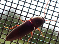 Diplostethus carolinensis