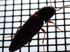 Diplostethus carolinensis