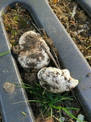 Agaricus