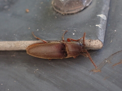 Diplostethus carolinensis