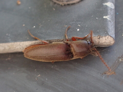 Diplostethus carolinensis