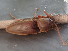 Diplostethus carolinensis