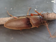 Diplostethus carolinensis
