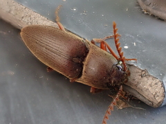 Diplostethus carolinensis