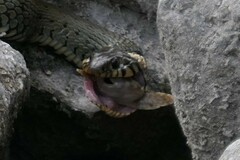 Cottus gobio