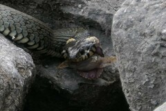 Cottus gobio